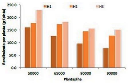 Rendimientos de maíz según hibrido y densidad de siembra - Image 2