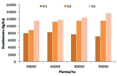 Rendimientos de maíz según hibrido y densidad de siembra - Image 1