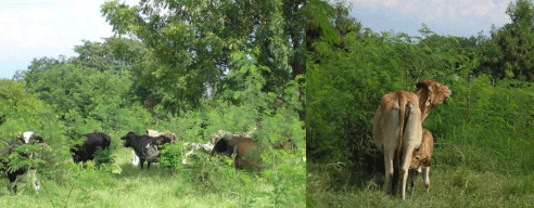 Reingeniería de la ganadería bovina con sistemas silvopastoriles como estrategia para mitigar el cambio climático, conservación in situ y certificación ecológica - Image 2