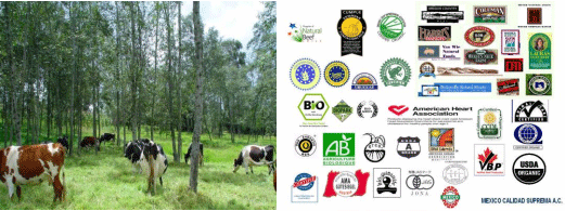 Reingeniería de la ganadería bovina con sistemas silvopastoriles como estrategia para mitigar el cambio climático, conservación in situ y certificación ecológica - Image 3