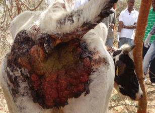 Epidemiología de la Dermatofilosis en la Republica de Eritrea - Image 8