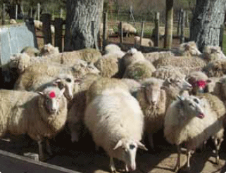 Biotipos maternales para enfrentar los nuevos desafíos de la producción ovina moderna. - Image 1
