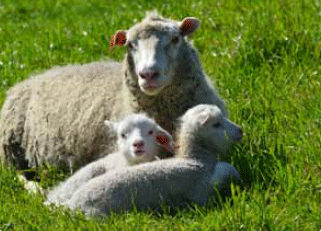 Biotipos maternales para enfrentar los nuevos desafíos de la producción ovina moderna. - Image 5