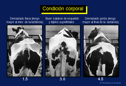 Condición corporal de las vacas lecheras: un método para conocer el estado nutricional de las vacas lecheras y como enfrentar en mejor forma los aspectos reproductivos. - Image 3