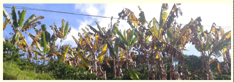 Protocolo de Manejo del Cultivo de Plátano - Image 7