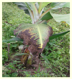 Protocolo de Manejo del Cultivo de Plátano - Image 5