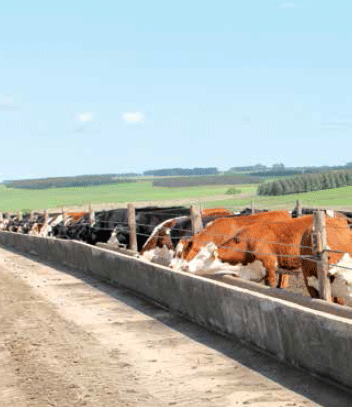 Emisiones de CO2 en la ganadería de Uruguay. Evolución e impacto de estrategias tecnológicas de mitigación - Image 9