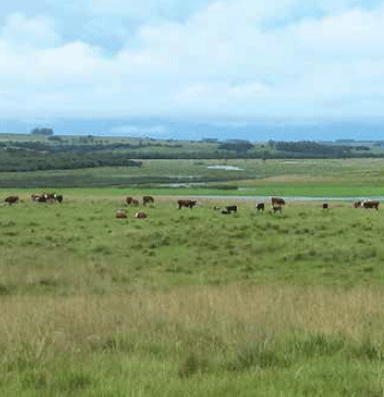 Emisiones de CO2 en la ganadería de Uruguay. Evolución e impacto de estrategias tecnológicas de mitigación - Image 3