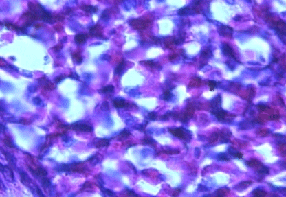 Efecto de un tratamiento con Bromesol y Avlosin sobre el número de macrófagos presentes en el pulmón de pollos parrilleros sanos - Image 9