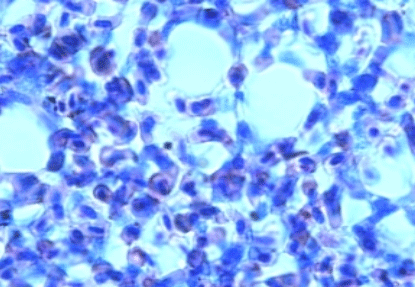 Efecto de un tratamiento con Bromesol y Avlosin sobre el número de macrófagos presentes en el pulmón de pollos parrilleros sanos - Image 5