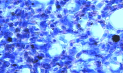 Efecto de un tratamiento con Bromesol y Avlosin sobre el número de macrófagos presentes en el pulmón de pollos parrilleros sanos - Image 4