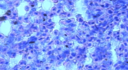 Efecto de un tratamiento con Bromesol y Avlosin sobre el número de macrófagos presentes en el pulmón de pollos parrilleros sanos - Image 6