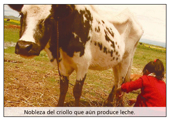 Problemas de salud y producción del vacuno criollo frente al cambio climático - Image 14