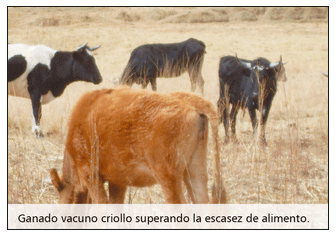 Problemas de salud y producción del vacuno criollo frente al cambio climático - Image 7