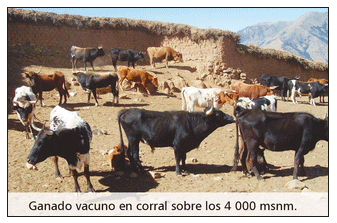 Problemas de salud y producción del vacuno criollo frente al cambio climático - Image 5