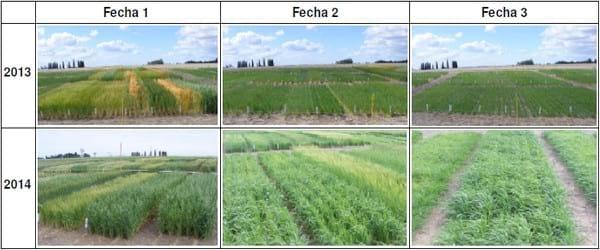 Evaluación comparada del comportamiento productivo de trigo, cebada y avena en Paraná, Entre Ríos. Años 2013 y 2014 - Image 2