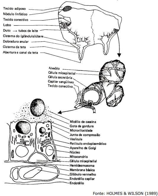 Sistema Mamario - Image 9