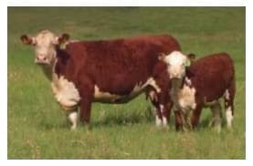 Toros para rodeos de cría comerciales. Sus toros, ¿Tienen árbol genealógico? - Image 11