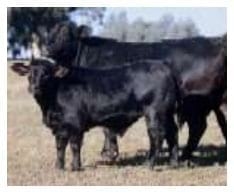 Toros para rodeos de cría comerciales. Sus toros, ¿Tienen árbol genealógico? - Image 8