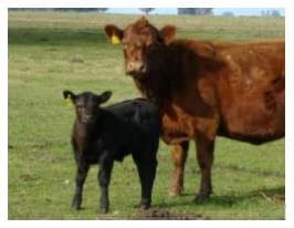 Toros para rodeos de cría comerciales. Sus toros, ¿Tienen árbol genealógico? - Image 7