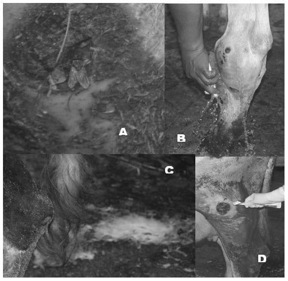 Linfangitis: enfermedad ecopatológica, identificación de microorganismos intervinientes en la ganadería bovina lechera de traspatio, Puebla, México - Image 1
