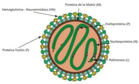 Desarrollo de una vacuna viva contra el virus de newcastle que contiene interleuquina-2 para disminuir la reacción post-vacunal y potenciar la respuesta inmune en pollos - Image 1