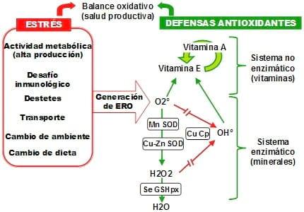 Minerales y vitaminas como condicionantes de la salud y la producción animal - Image 1