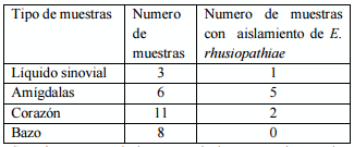 Aislamiento e identificación de erysipelothrix rhusiopathiae en Guadalajara, Jalisco - Image 1