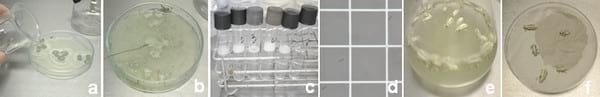 Evaluación de la eficacia de metarhizium anisopliae y de beauveria bassiana sobre el control de picudos asociados al cultivo de vid, utilizando activadores de patogenicidad - Image 3