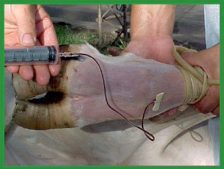 Manual de anestesias y cirugías de bovinos: Sedación, analgesia y anestesia - Image 34