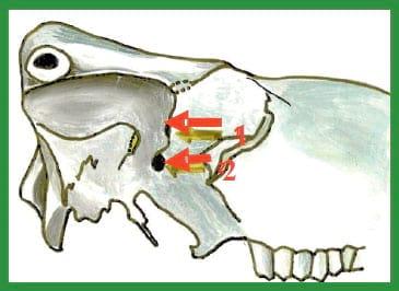 Manual de anestesias y cirugías de bovinos: Sedación, analgesia y anestesia - Image 7