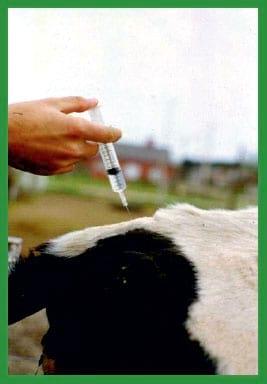 Manual de anestesias y cirugías de bovinos: Sedación, analgesia y anestesia - Image 13
