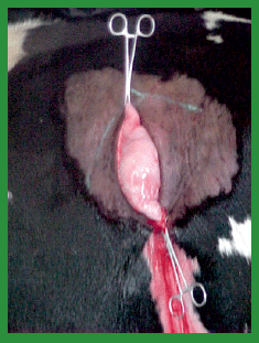 Manual de anestesias y cirugías de bovinos: Cirugías de Abdomen - Image 5