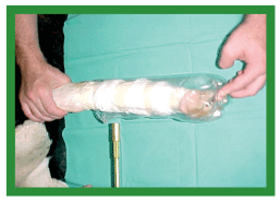 Manual de anestesias y cirugías de bovinos: Cirugías de las extremidades - Image 8