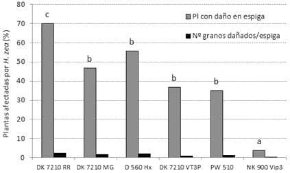 Evaluación del daño de lepidópteros en híbridos de maíz BT y su impacto sobre el rendimiento - Image 4