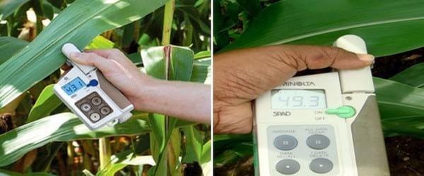 Herramientas para la optimización en el uso de fertilizantes nitrogenados en maíz bajo riego suplementario - Image 1