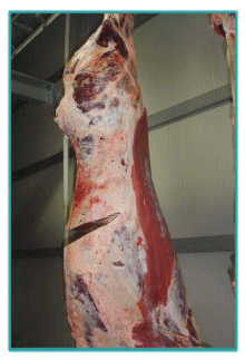 Sistemas de Producción y Calidad de carne Bovina - Image 27