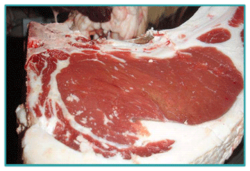 Sistemas de Producción y Calidad de carne Bovina - Image 26