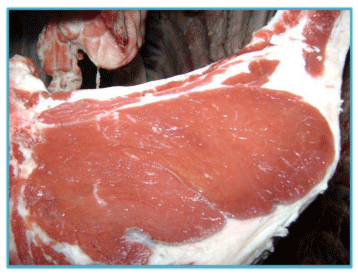 Sistemas de Producción y Calidad de carne Bovina - Image 28