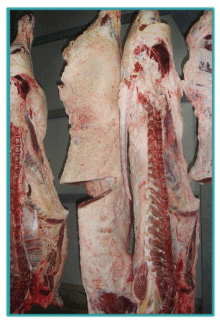 Sistemas de Producción y Calidad de carne Bovina - Image 29