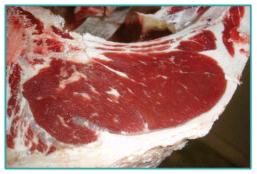 Sistemas de Producción y Calidad de carne Bovina - Image 24