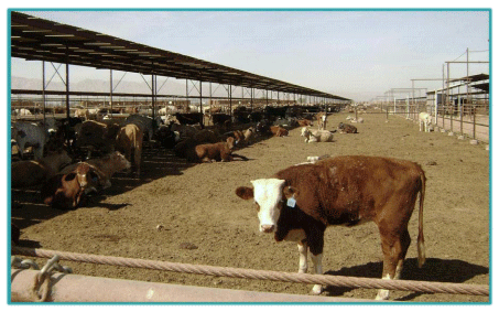 Sistemas de Producción y Calidad de carne Bovina - Image 6