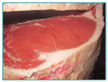 Sistemas de Producción y Calidad de carne Bovina - Image 30