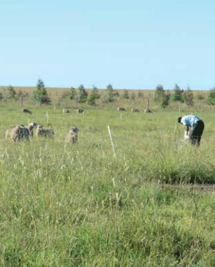 Recría y engorde de corderos durante el verano en sistemas ganaderos extensivos. La experiencia de INIA en Basalto, recomendaciones técnicas y prácticas - Image 4