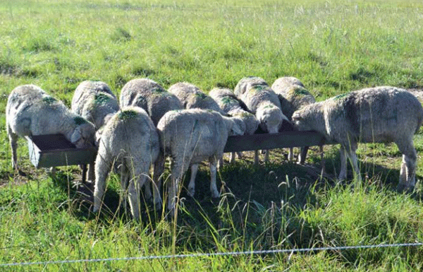 Recría y engorde de corderos durante el verano en sistemas ganaderos extensivos. La experiencia de INIA en Basalto, recomendaciones técnicas y prácticas - Image 6