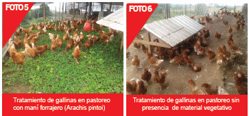 Evaluación de dos sistemas de alojamiento en la producción y calidad del huevo comercial: según la normativa europea de bienestar animal versus la tradicional - Image 4