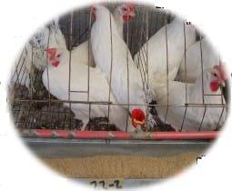 Respuesta de la gallina de postura a la adición de glicina en dietas bajas en proteína cruda - Image 1