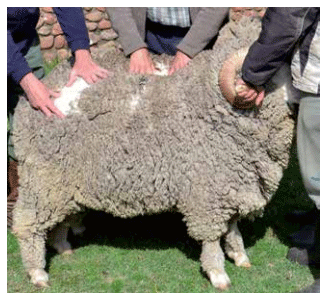 Apoyo a la producción familiar ganadera ovina. Avances de los convenios de innovación y validación tecnológica (INIA-CLU-CRILU) - Image 8