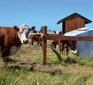 Propuestas de INIA para la intensificación sostenible de la ganadería extensiva. El caso de la región de Basalto - Image 1