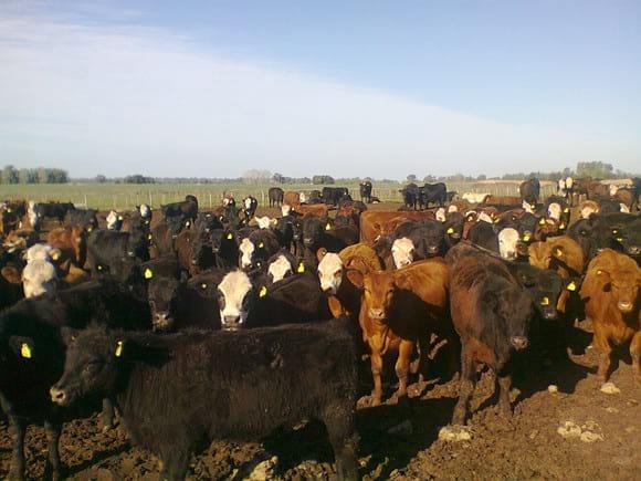 Cuota 481 de carnes con terminación en Feed Lot - Image 4